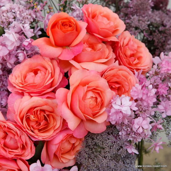 CORAL LIONS-ROSE® CORAL LIONS-ROSE®